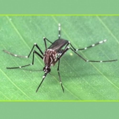 Dengue ‘despenca’ 95% em janeiro no Estado de SP